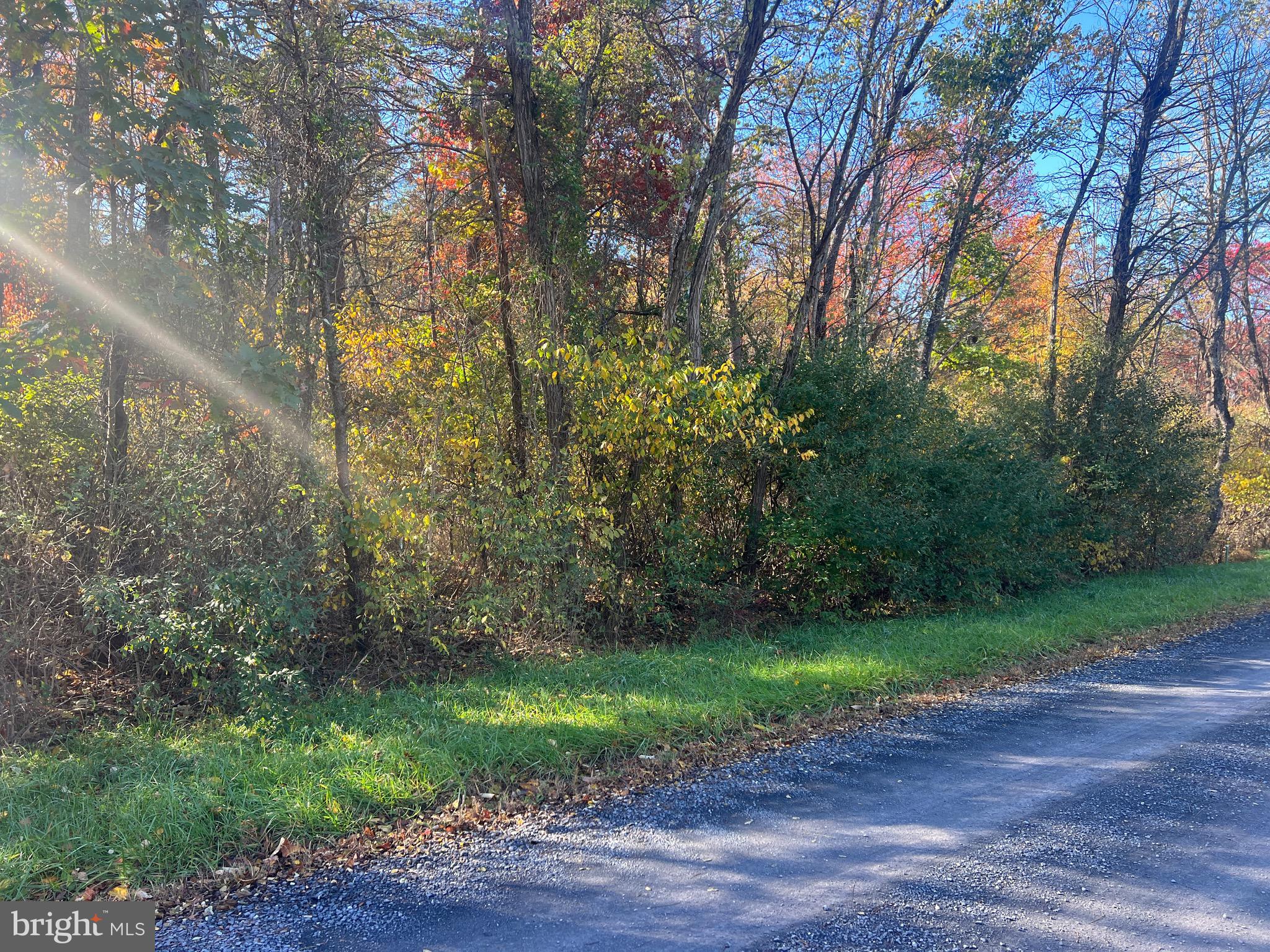 Lot 169 Quail Road Basye, VA 22810 - Photo 3 of 13 a view of a yard with plants and large trees