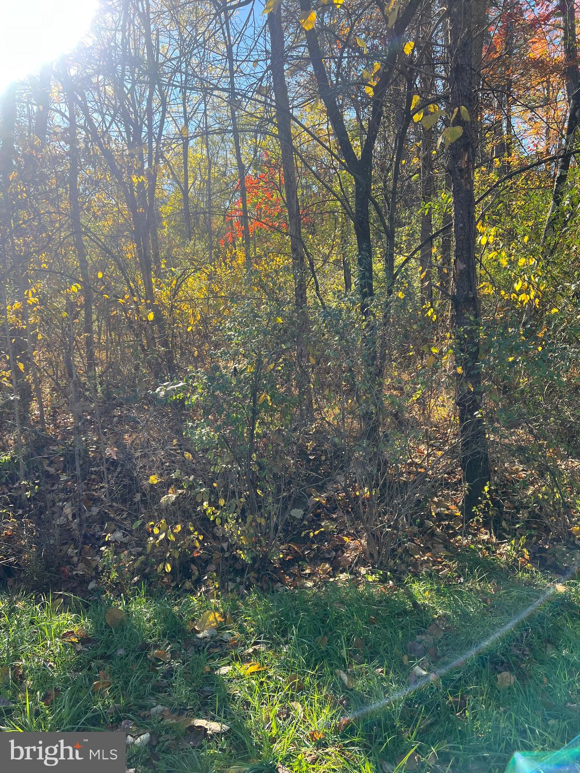 Lot 169 Quail Road Basye, VA 22810 - Photo 6 of 13 a backyard of a house with lots of green space