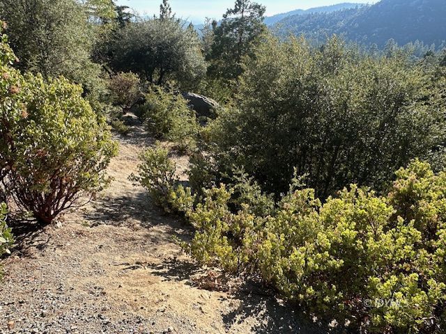 Howland Road Idyllwild, CA 92549 - Photo 9 of 16 a view of a forest with a tree