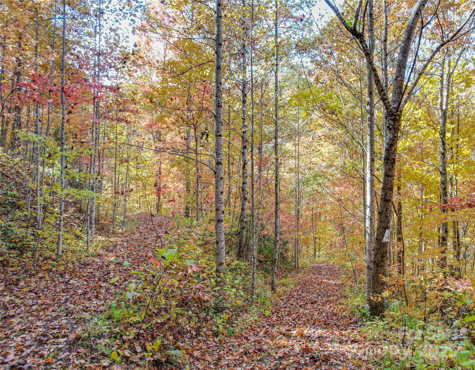 0 Unahala Creek Road Bryson City, NC 28713 - Photo 14 of 19 a view of a garden