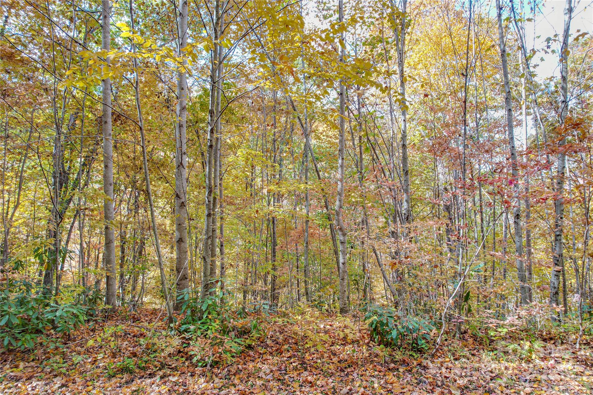 0 Unahala Creek Road Bryson City, NC 28713 - Photo 9 of 19 a bathroom with a shower curtain