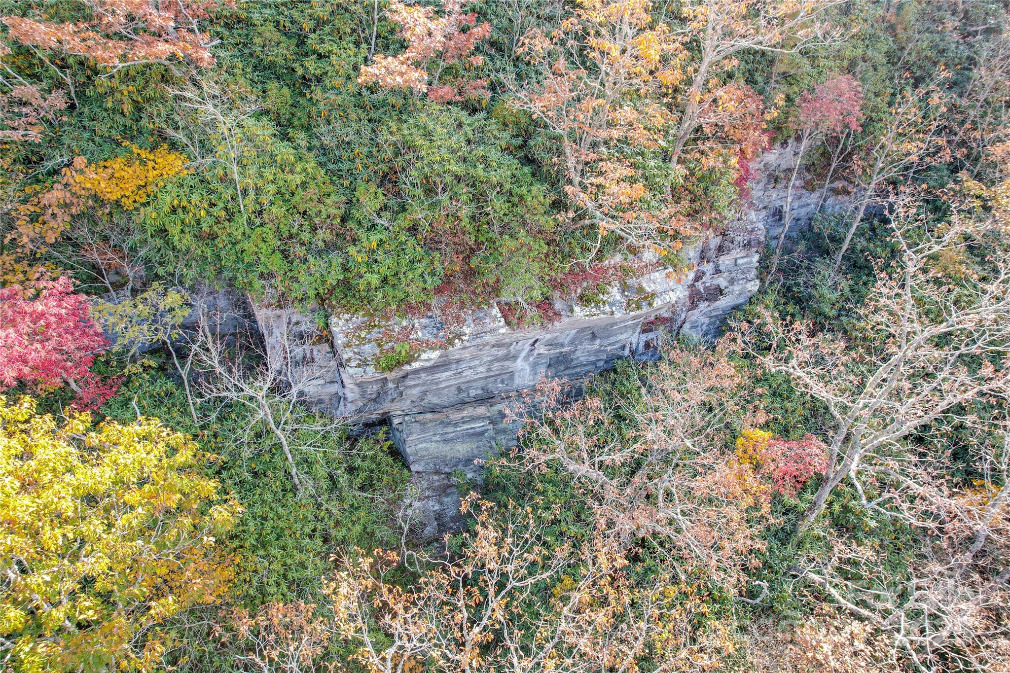 0 Unahala Creek Road Bryson City, NC 28713 - Photo 10 of 19 a picture of flowers