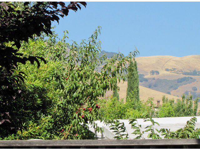 3013 Fowler Road San Jose, CA 95135 - Photo 12 of 25 Gallery Image 12