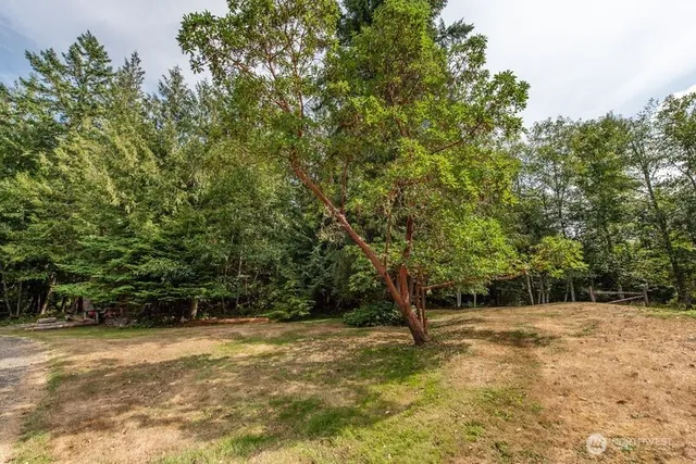 a view of a yard with a tree