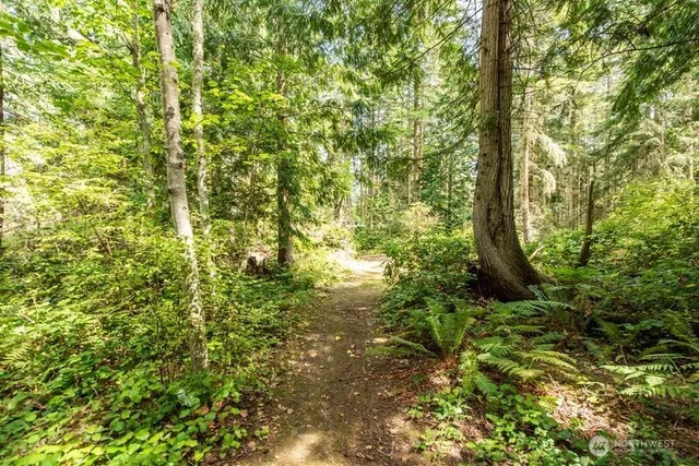 a view of a yard with plants and a trees