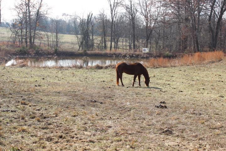 2140 Castelow Road Greenbrier, TN 37073 - Photo 20 of 29 Gallery Image 20