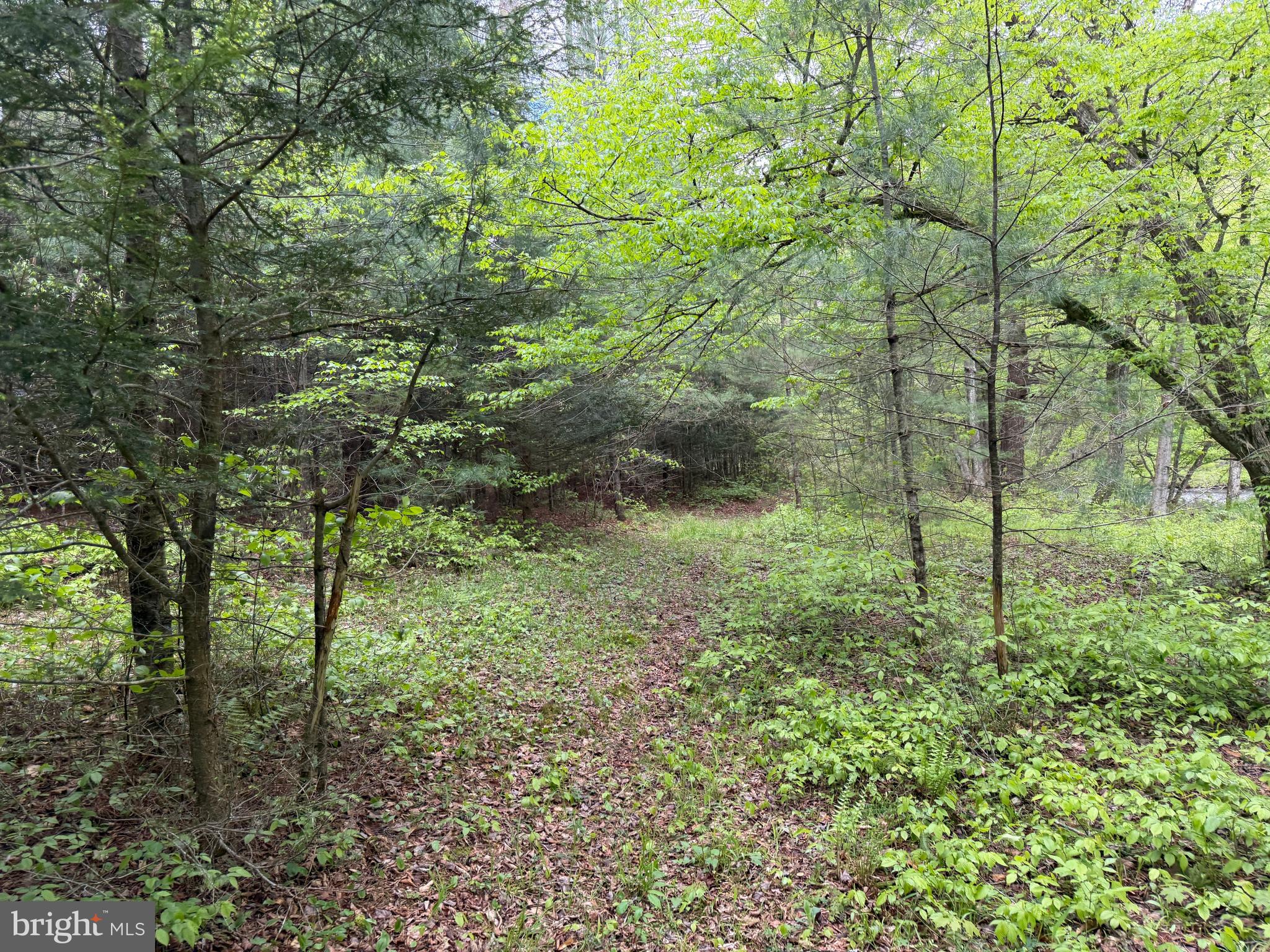 1227 Cross Fork Creek Road Cross Fork, PA 17729 - Photo 75 of 139