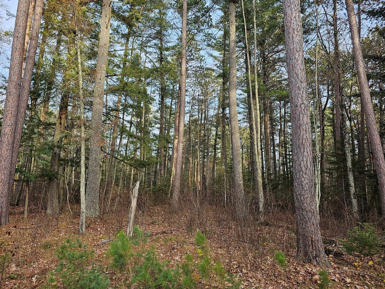 N8910 Skudris Road Tomahawk, WI 54487 - Photo 14 of 26 Gallery Image 14