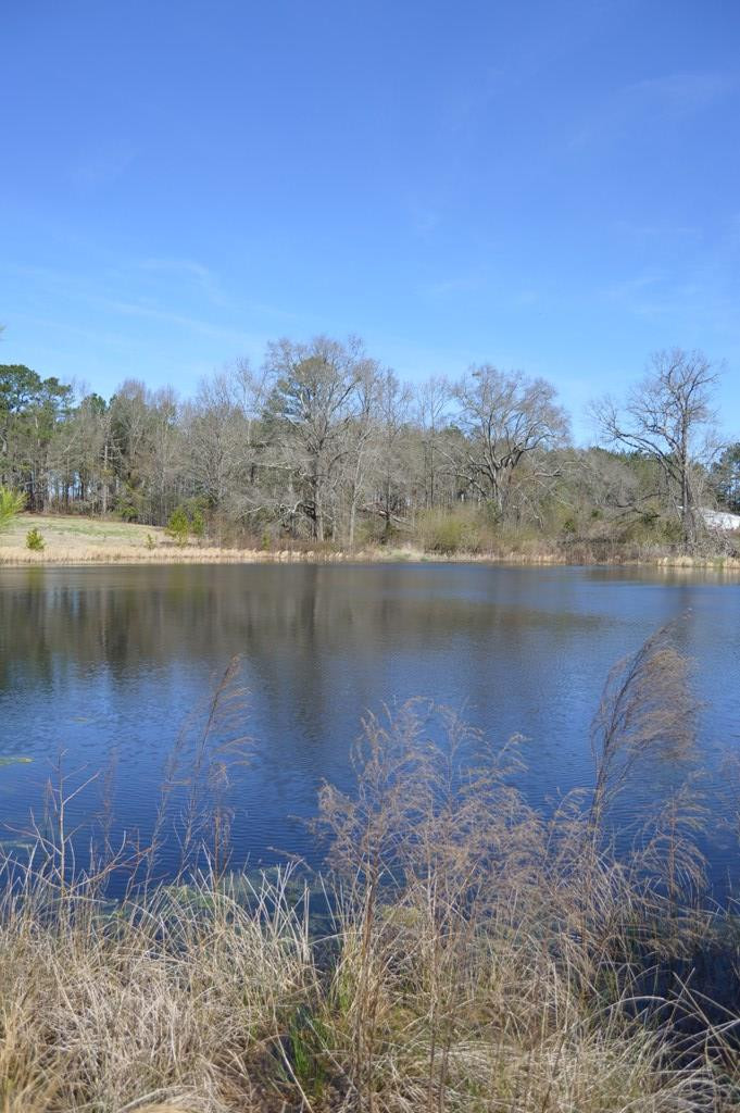 0 Mayo Road Ridge Spring, SC 29129 - Photo 7 of 14