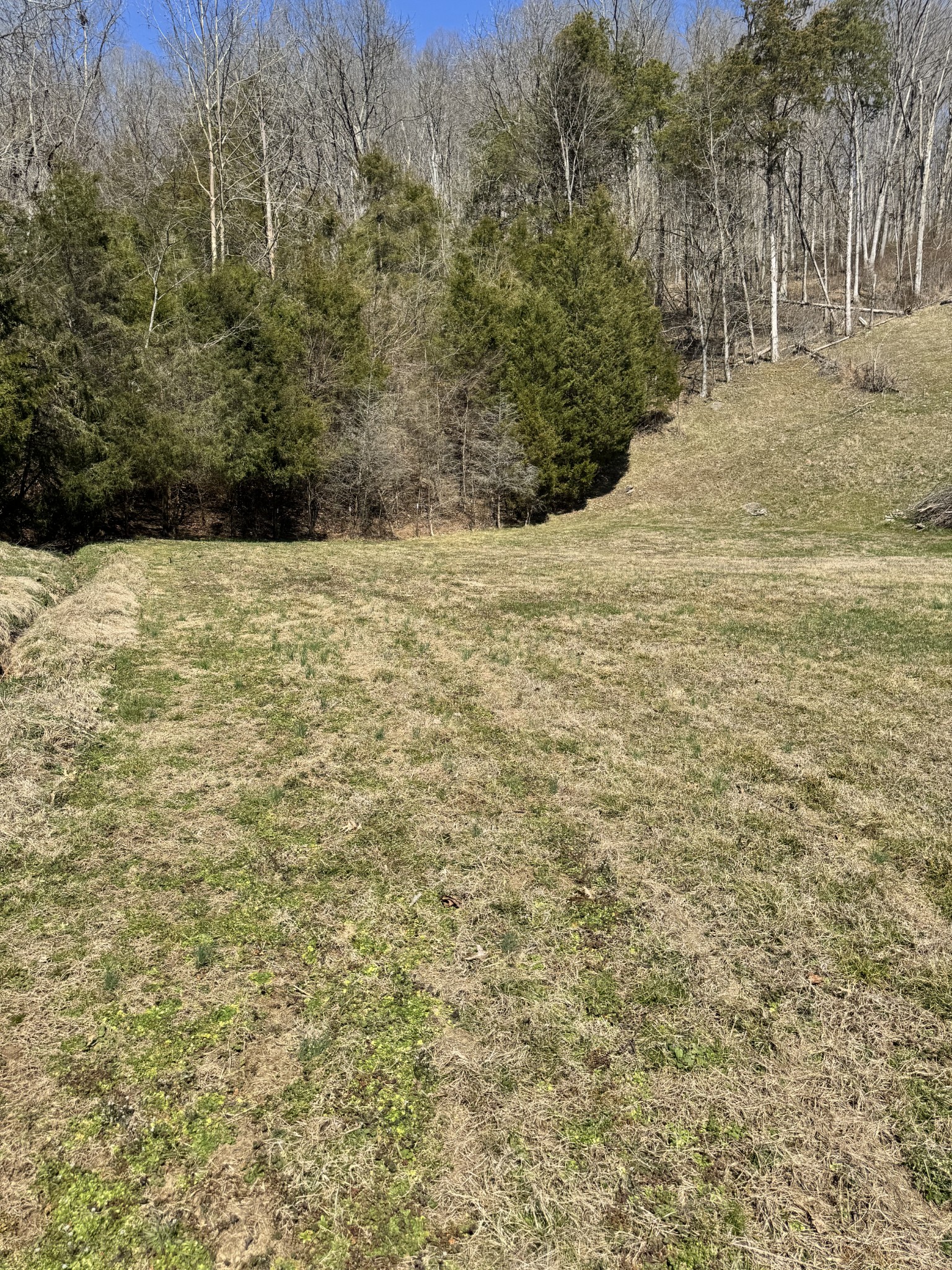 267 Difficult Road Pleasant Shade, TN 37145 - Photo 11 of 20 a view of a yard with trees