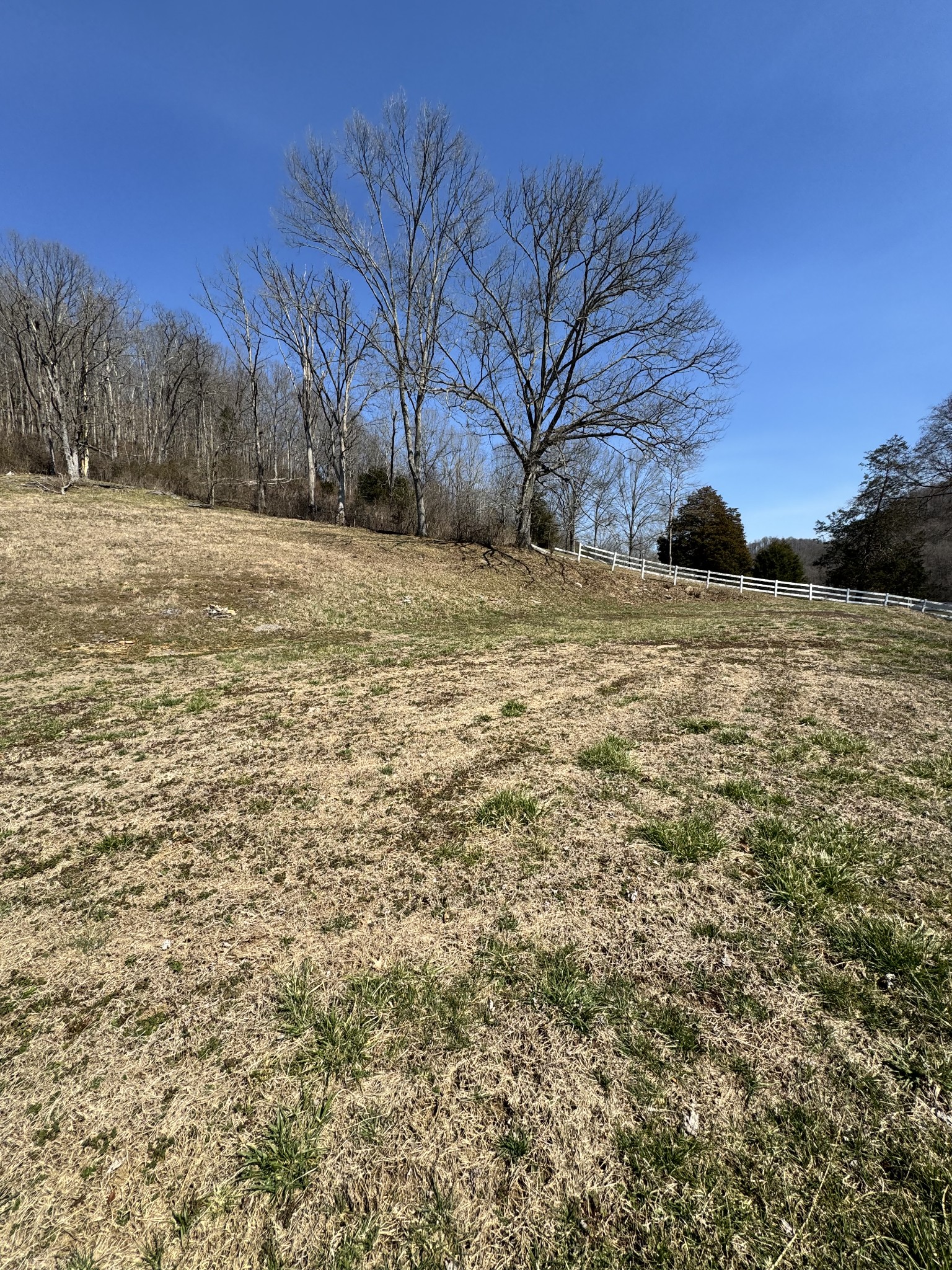 267 Difficult Road Pleasant Shade, TN 37145 - Photo 8 of 20 a view of dirt yard with a large tree