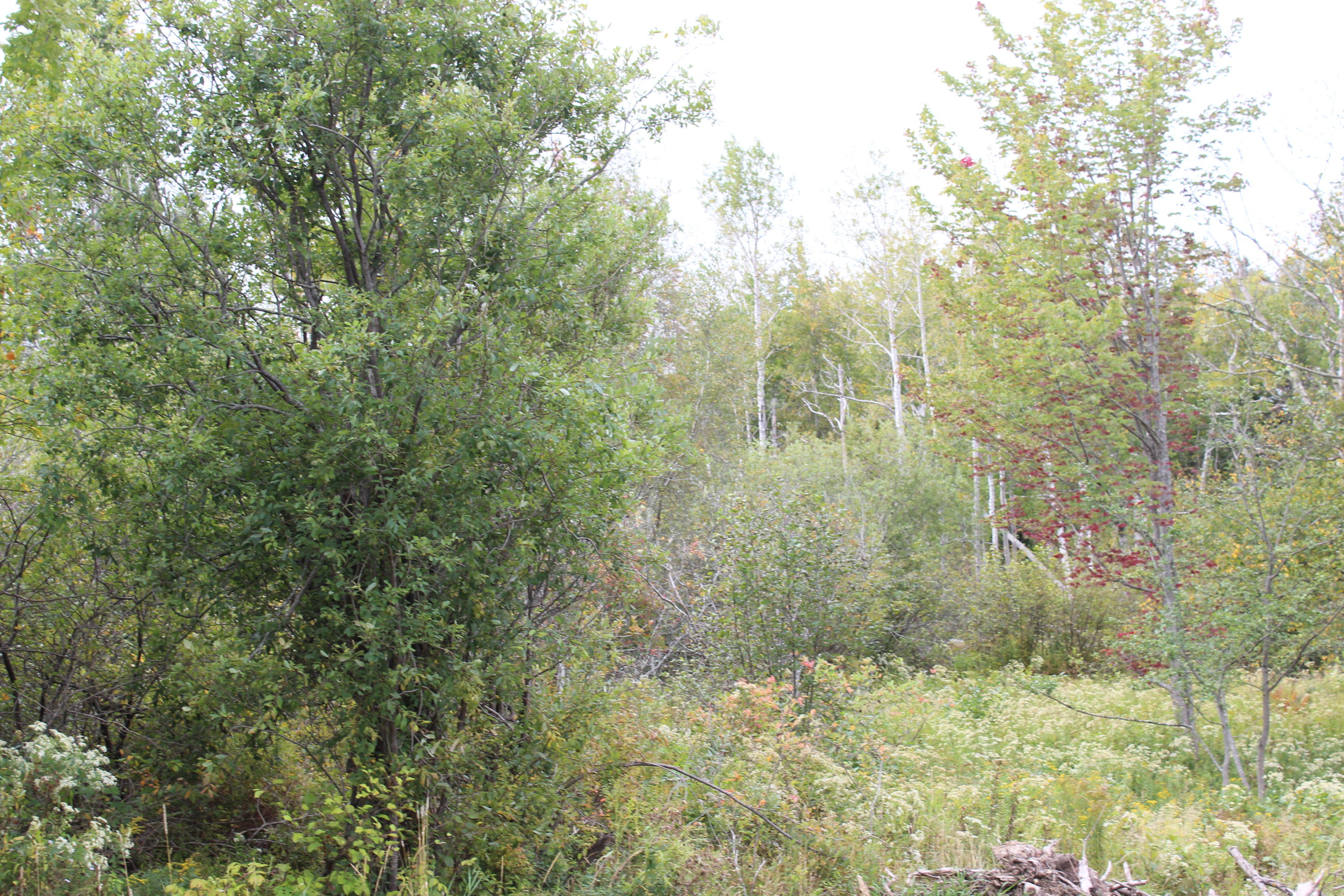 136 County Road, Unit A Eastport, ME 04631 - Photo 10 of 12 IMG_2070