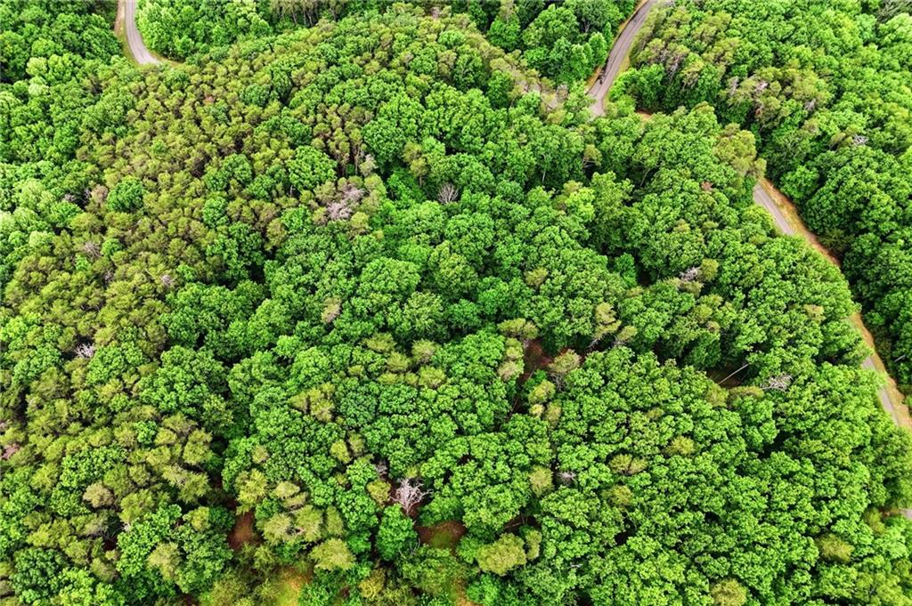 0 Owl Ridge Way Jasper, GA 30143 - Photo 6 of 22 a view of a lush green forest