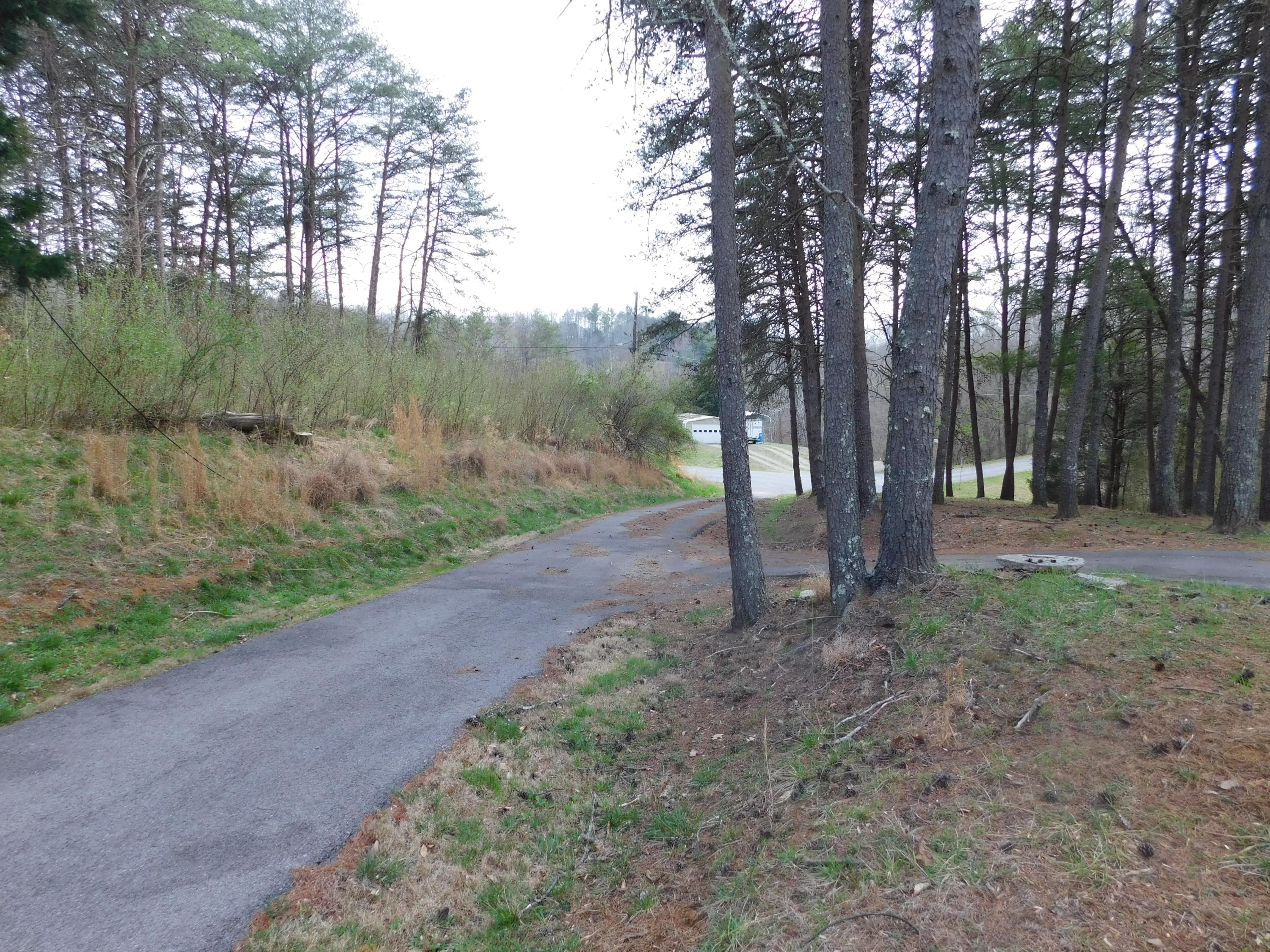 1463 Stripers Cove Road Goodview, VA 24095 - Photo 41 of 44 a view of a forest with a tree