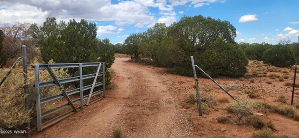a view of a dry yard with trees