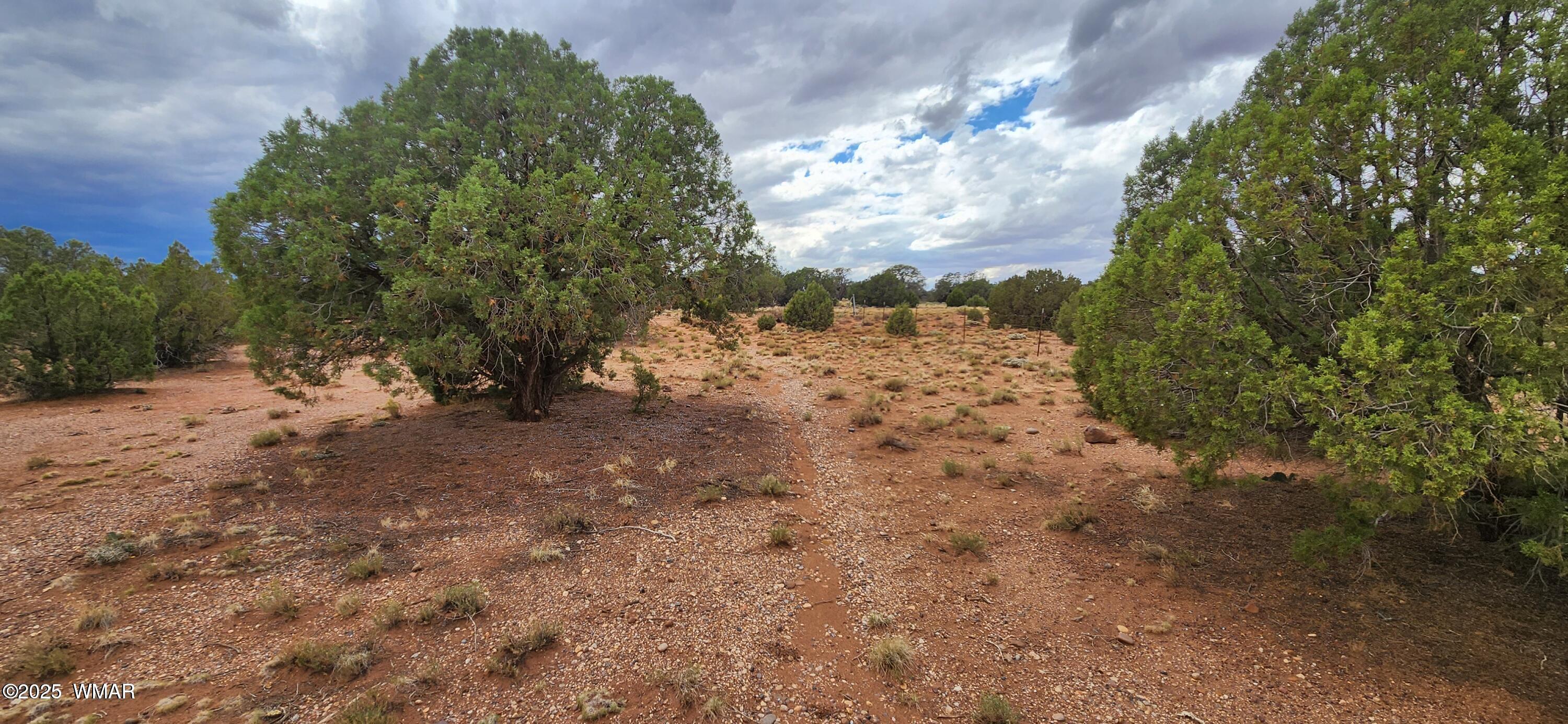 4229 Mountain View Road Snowflake, AZ 85937 - Photo 11 of 15 a view of a yard with trees