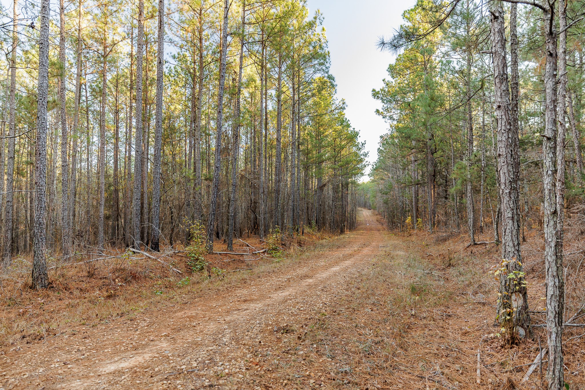 8548 Elberton Road Tignall, GA 30668 - Photo 33 of 50 a view of outdoor space with trees