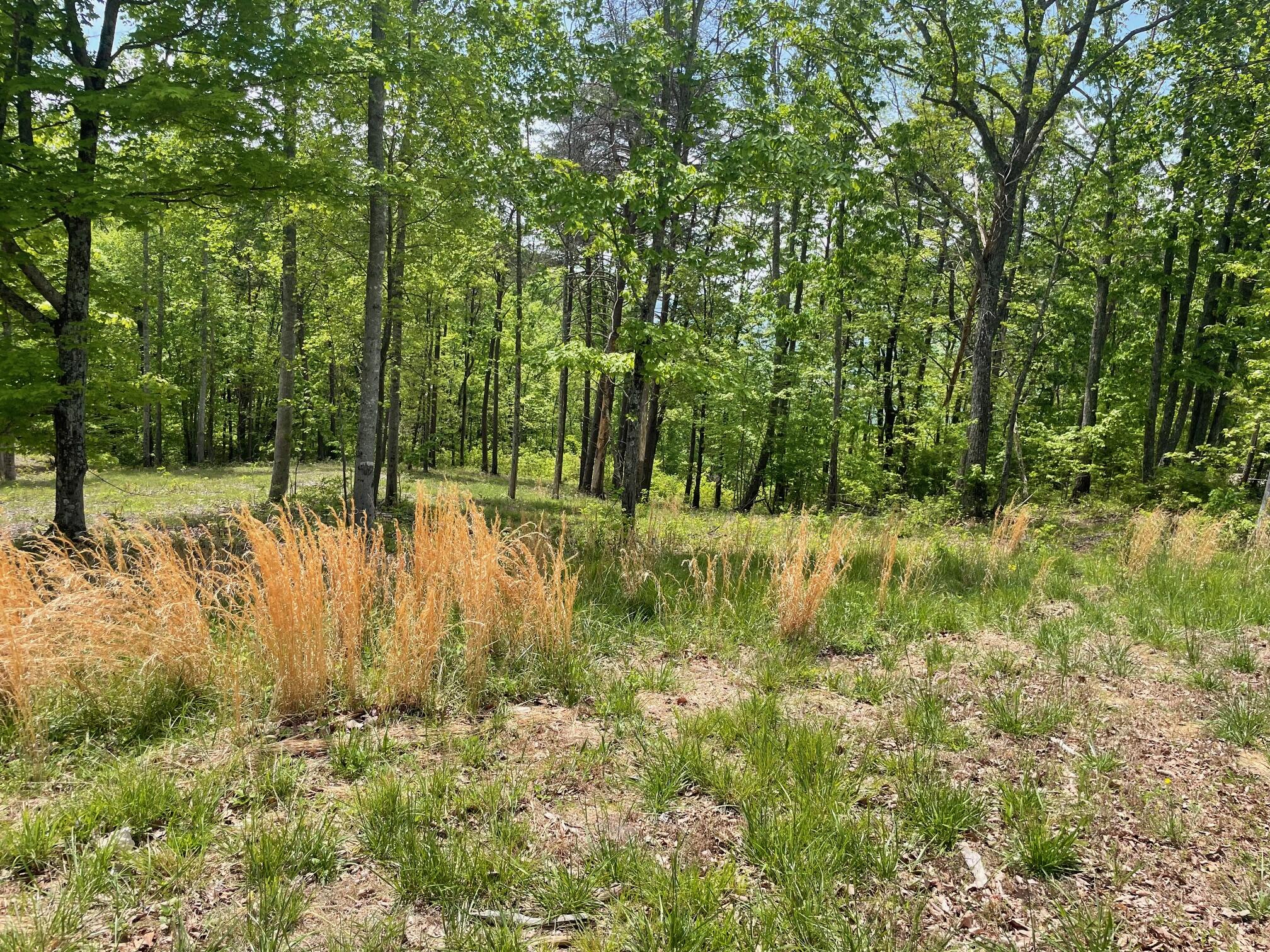 1395 Cherokee Path Jasper, TN 37347 - Photo 5 of 15 IMG_4533