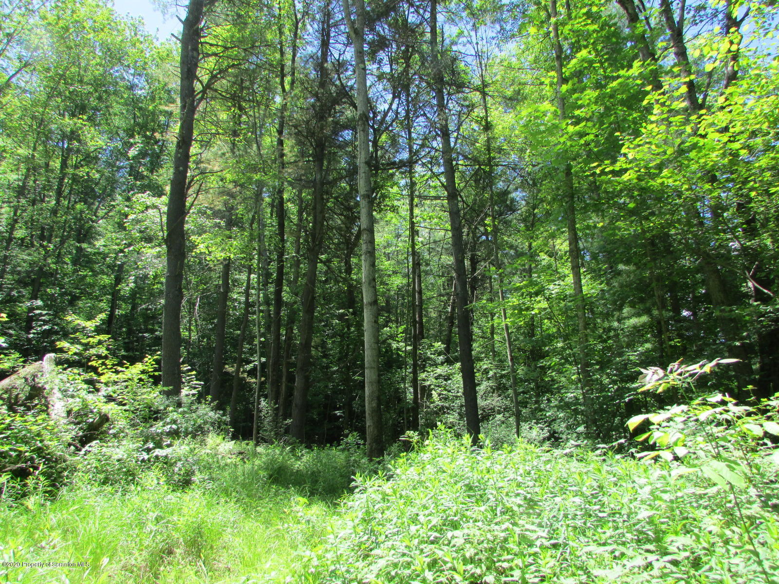 574 Brinton Road Brackney, PA 18812 - Photo 1 of 16 Woods