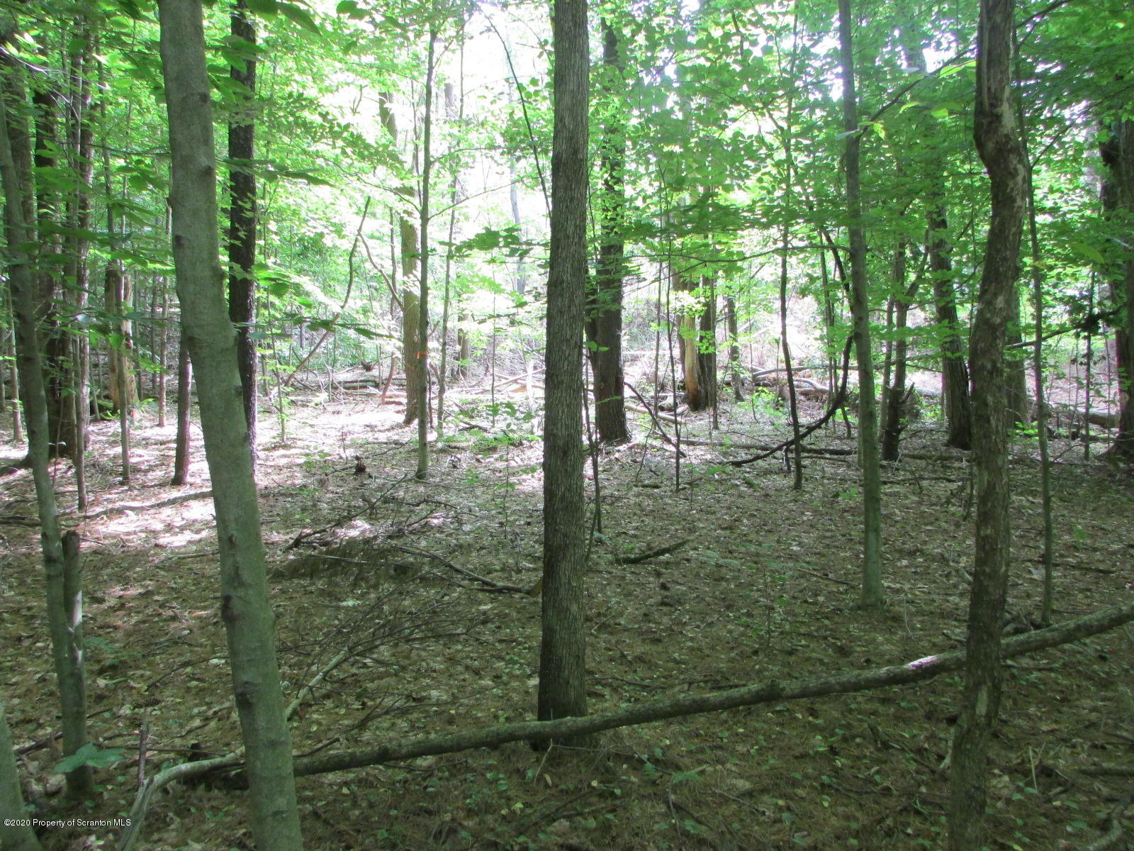 574 Brinton Road Brackney, PA 18812 - Photo 11 of 16 Woods