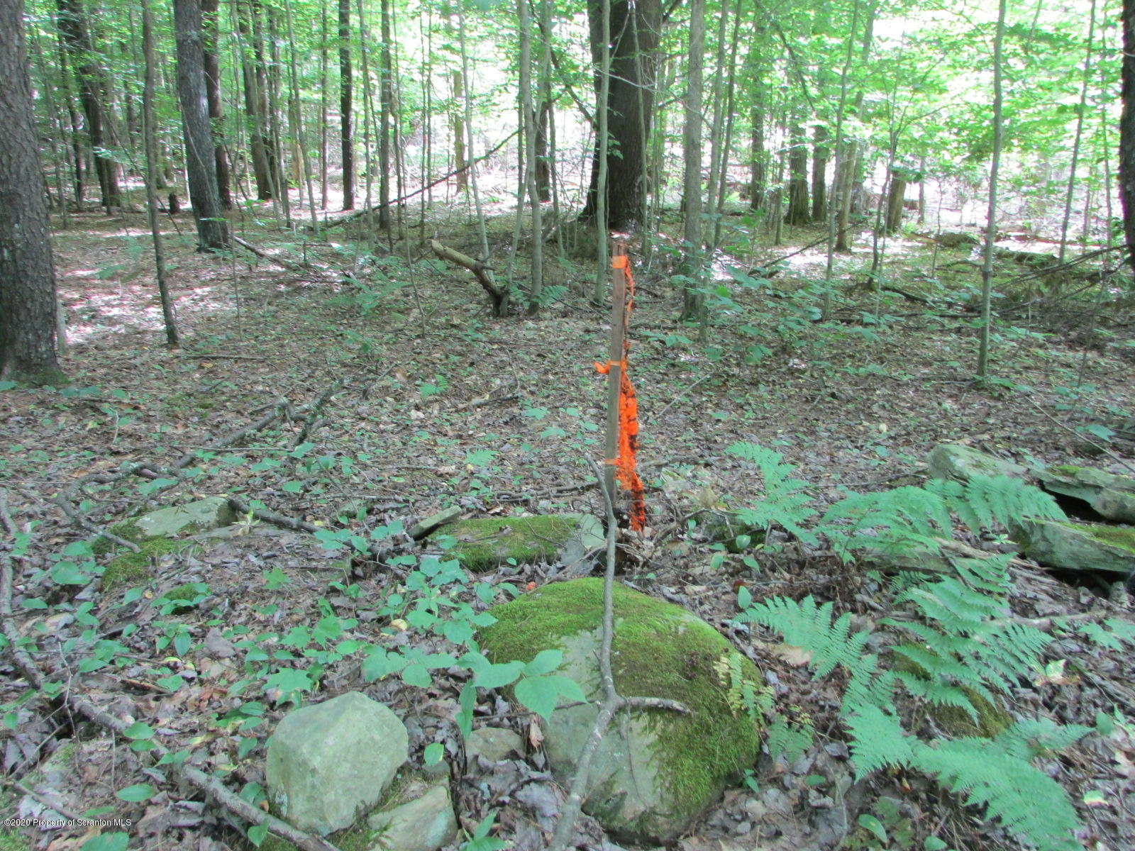 574 Brinton Road Brackney, PA 18812 - Photo 12 of 16 Inside woods