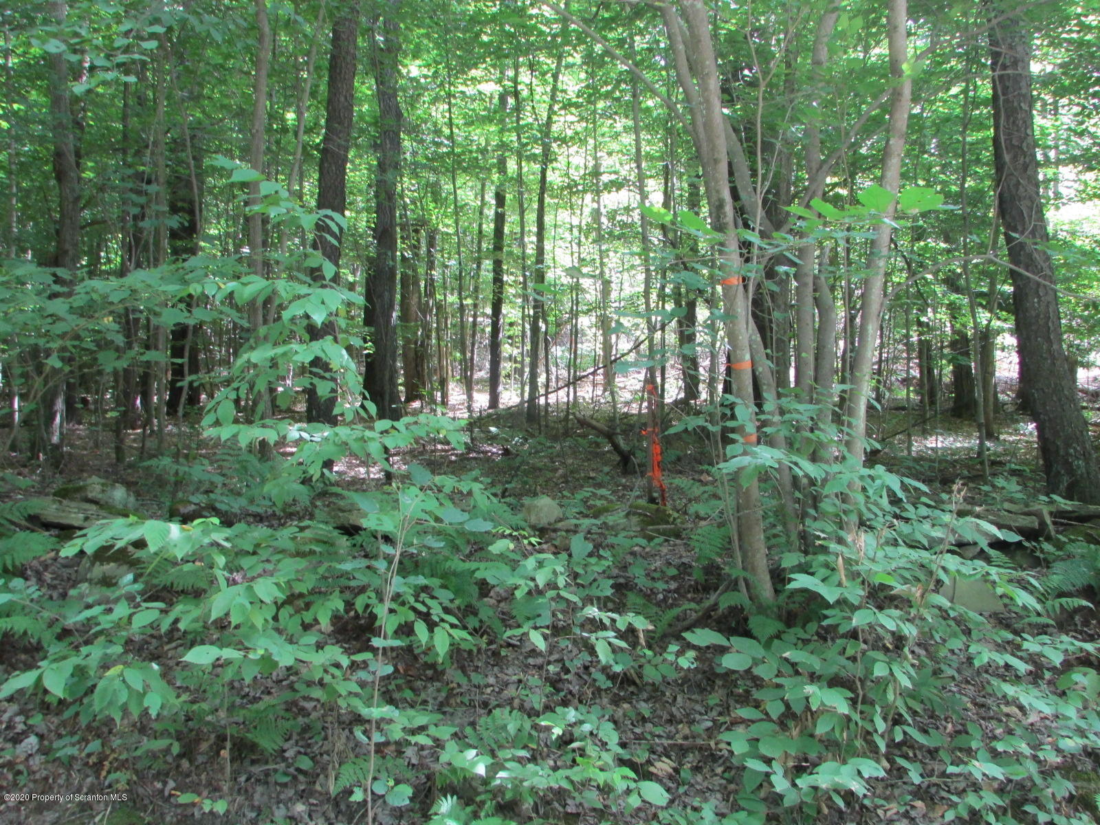 574 Brinton Road Brackney, PA 18812 - Photo 13 of 16 Woods