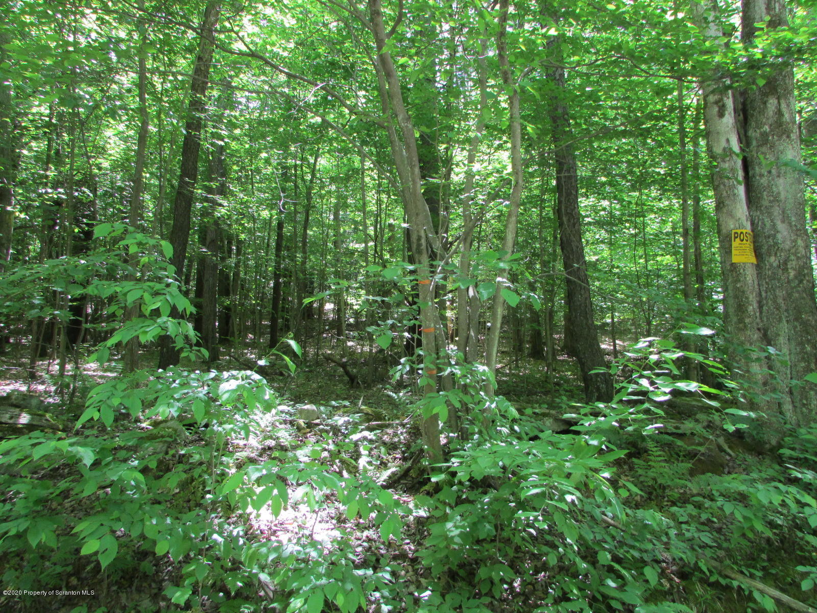 574 Brinton Road Brackney, PA 18812 - Photo 2 of 16 Woods