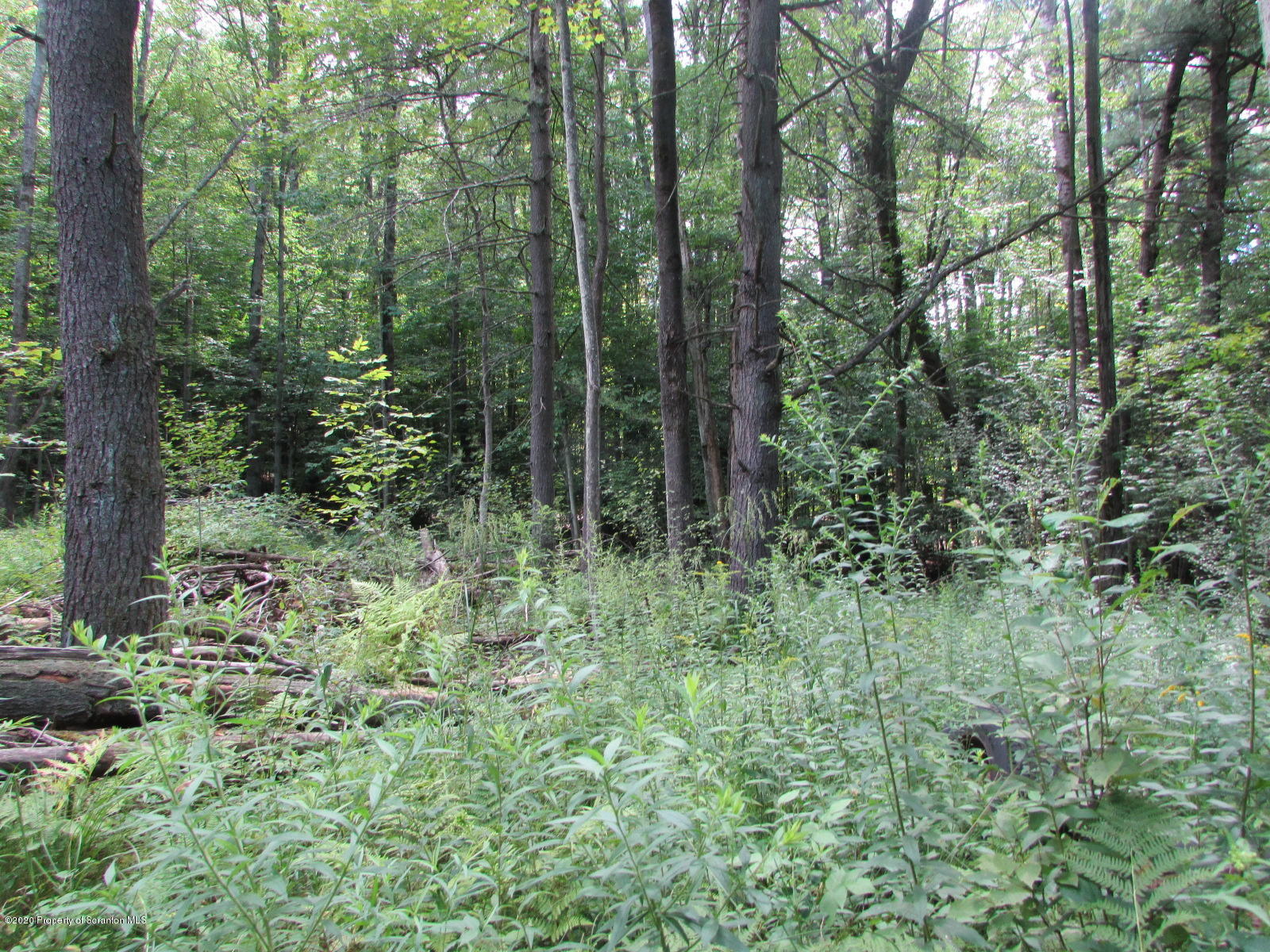 574 Brinton Road Brackney, PA 18812 - Photo 6 of 16 Woods