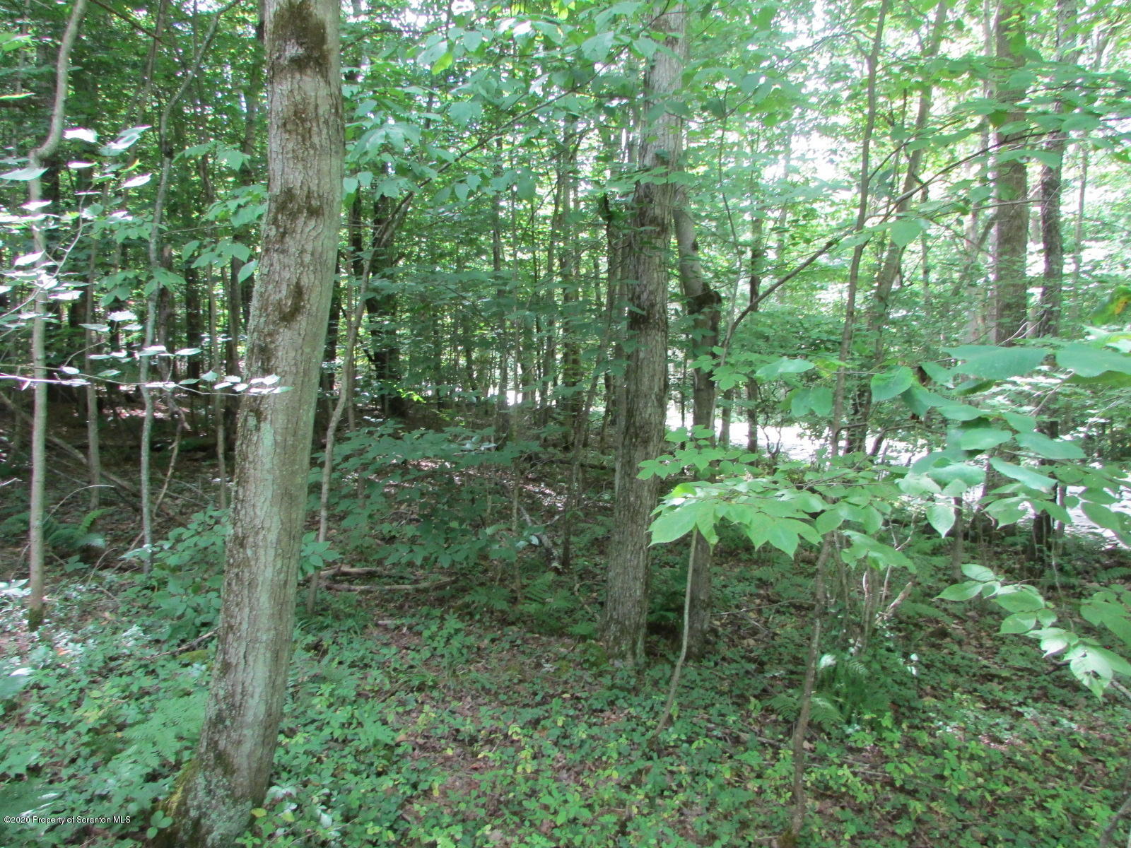 574 Brinton Road Brackney, PA 18812 - Photo 7 of 16 Woods