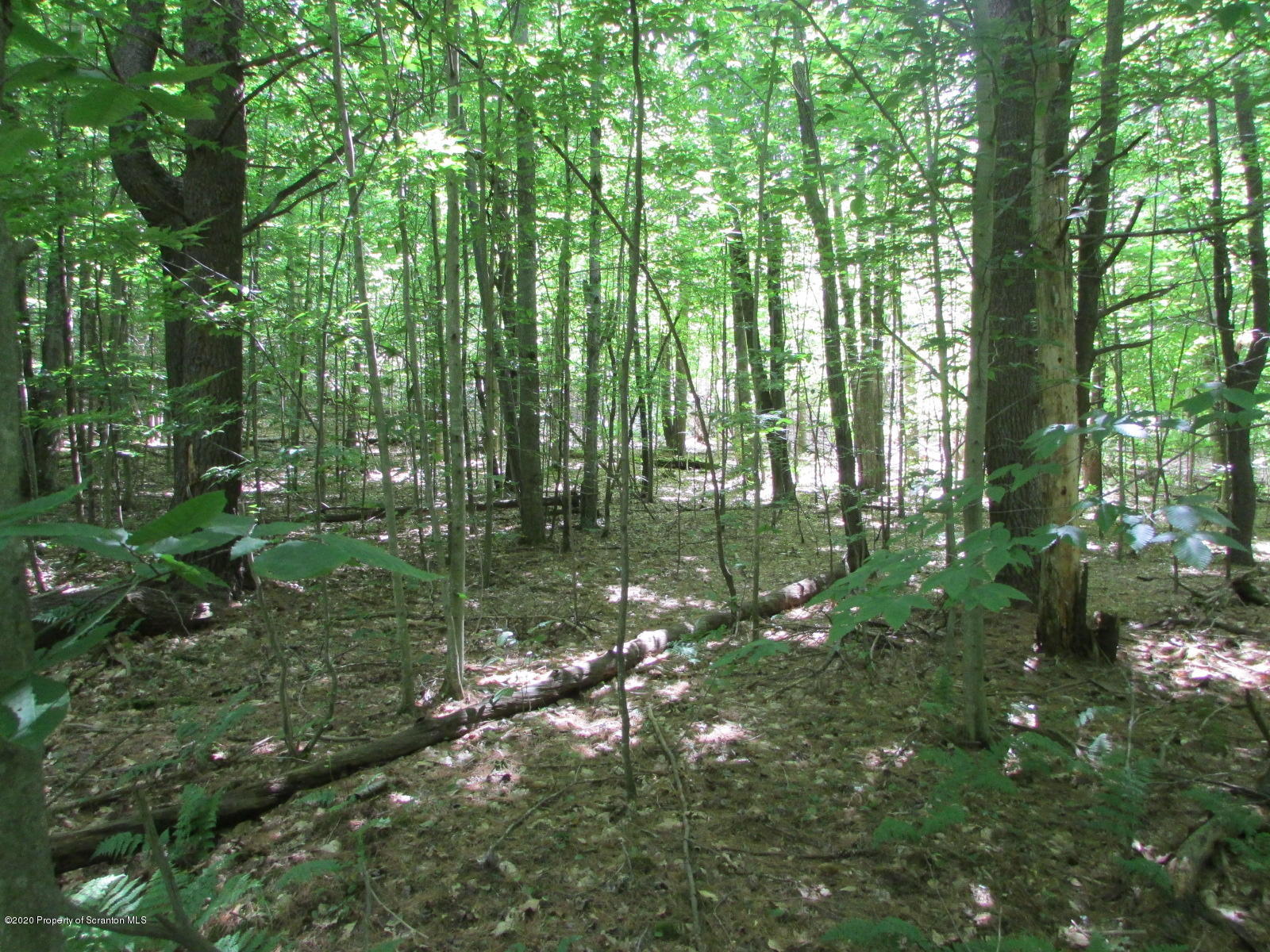 574 Brinton Road Brackney, PA 18812 - Photo 8 of 16 Woods