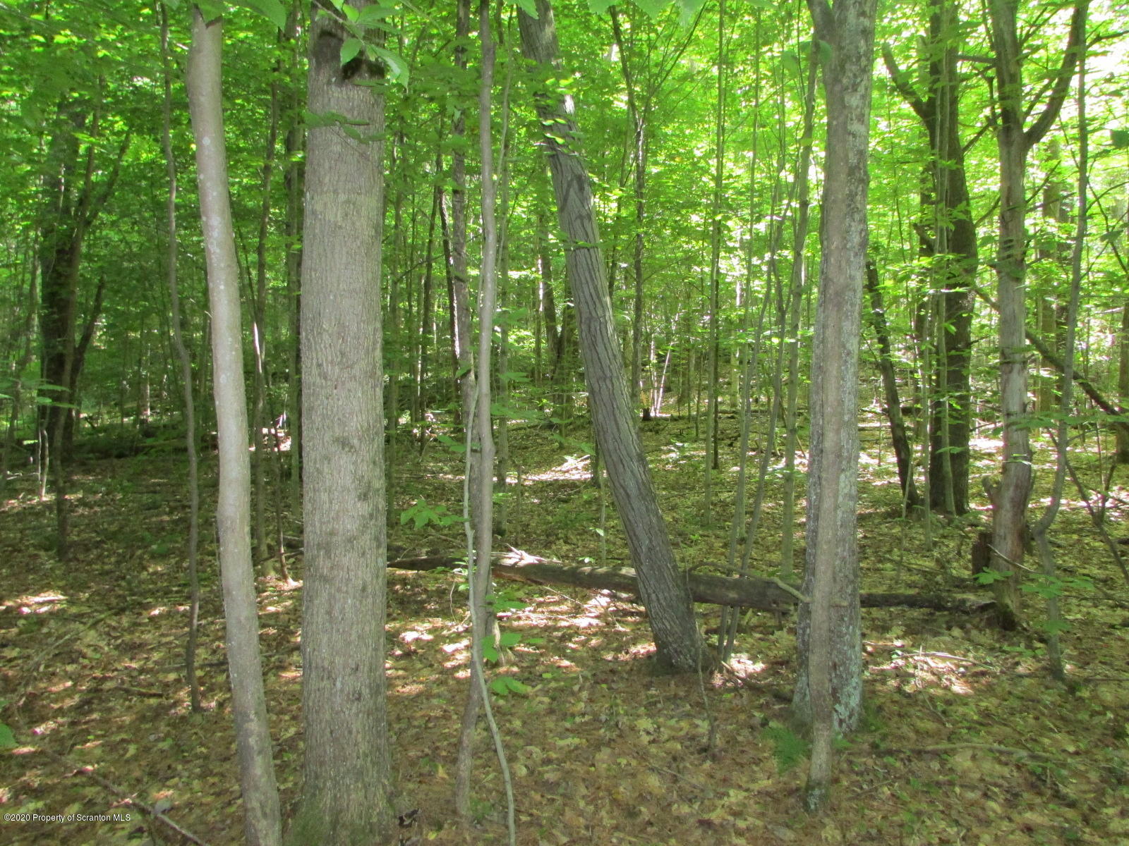 574 Brinton Road Brackney, PA 18812 - Photo 9 of 16 Woods