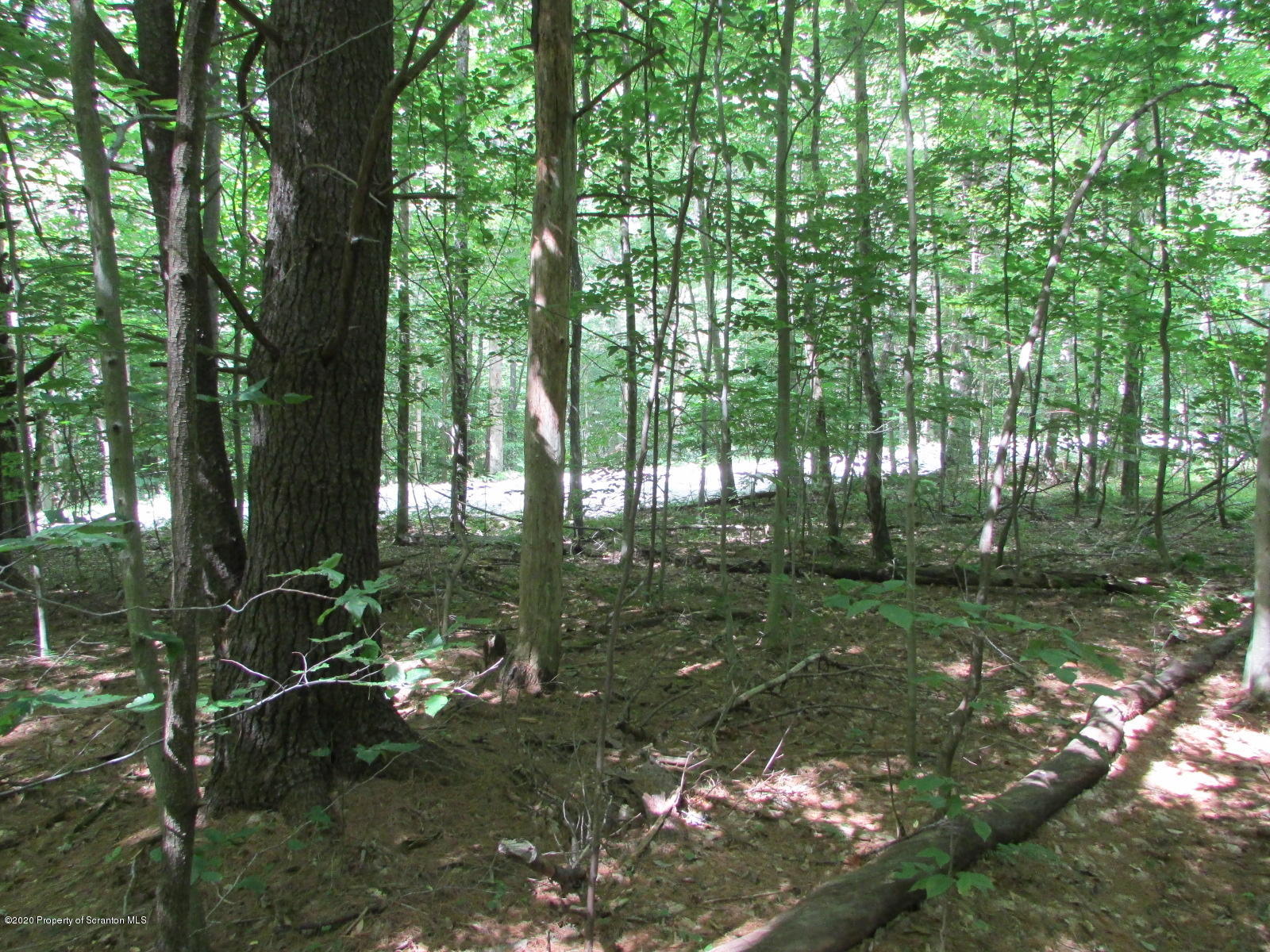 574 Brinton Road Brackney, PA 18812 - Photo 10 of 16 Inside woods towards road