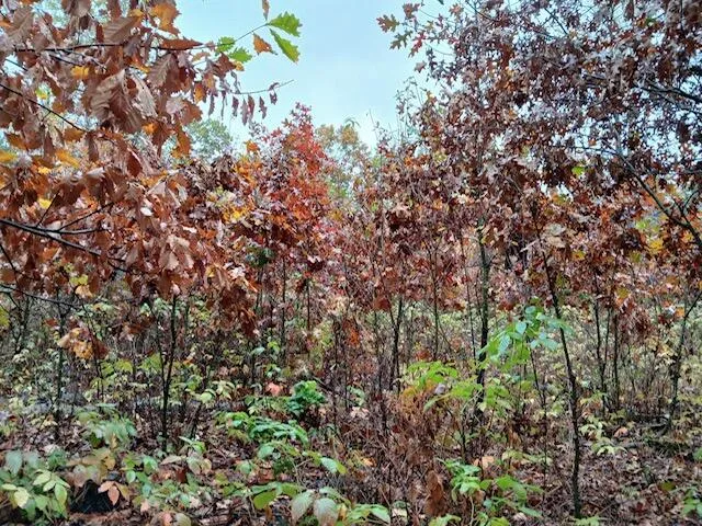 $125,000 | East Charles Road, Ionia, MI 48846