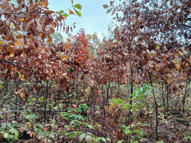 East Charles Road Ionia, MI 48846 - Photo 20 of 21 image000000_7