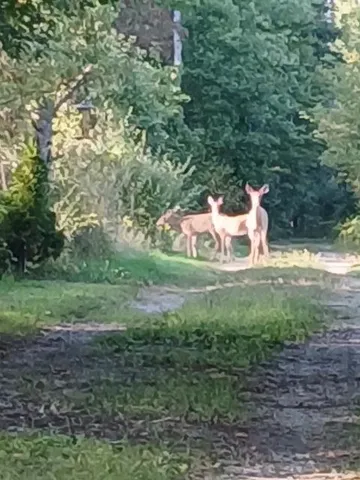 $125,000 | East Charles Road, Ionia, MI 48846