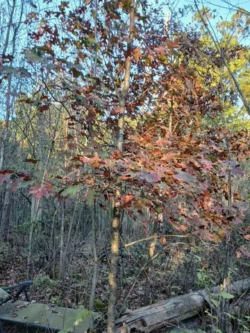 $125,000 | East Charles Road, Ionia, MI 48846