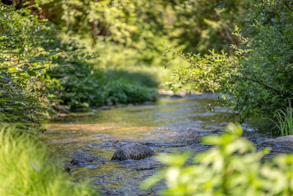 168 Riverside Drive Boulder Creek, CA 95006 - Photo 51 of 52 a view of a lake from a yard