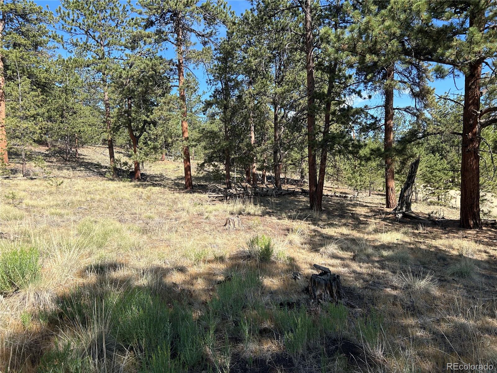 565 Hay Hook Way Hartsel, CO 80449 - Photo 1 of 11 a view of a yard with large trees