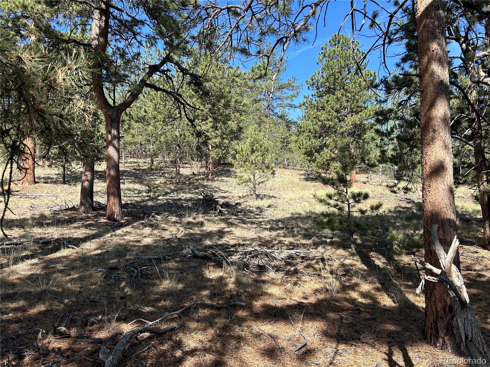 565 Hay Hook Way Hartsel, CO 80449 - Photo 2 of 11 a view of a yard with a tree