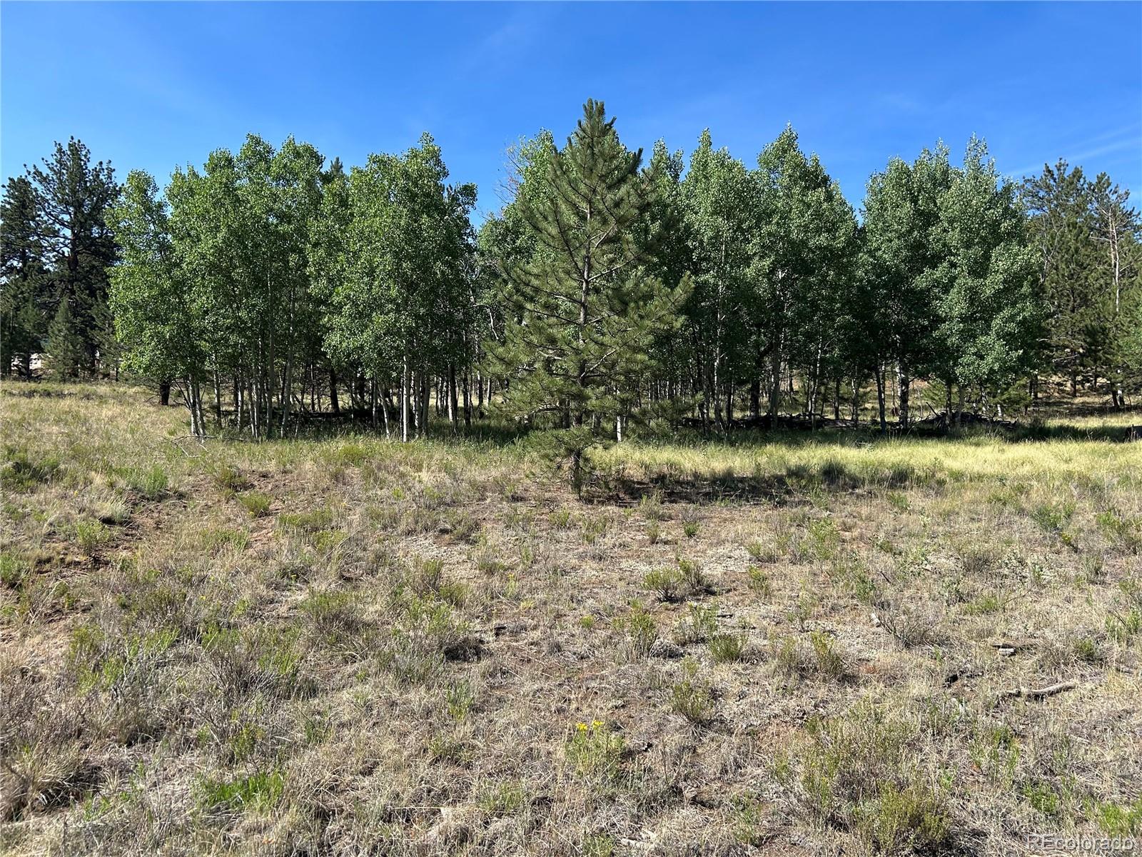 565 Hay Hook Way Hartsel, CO 80449 - Photo 3 of 11 a view of a yard with a tree
