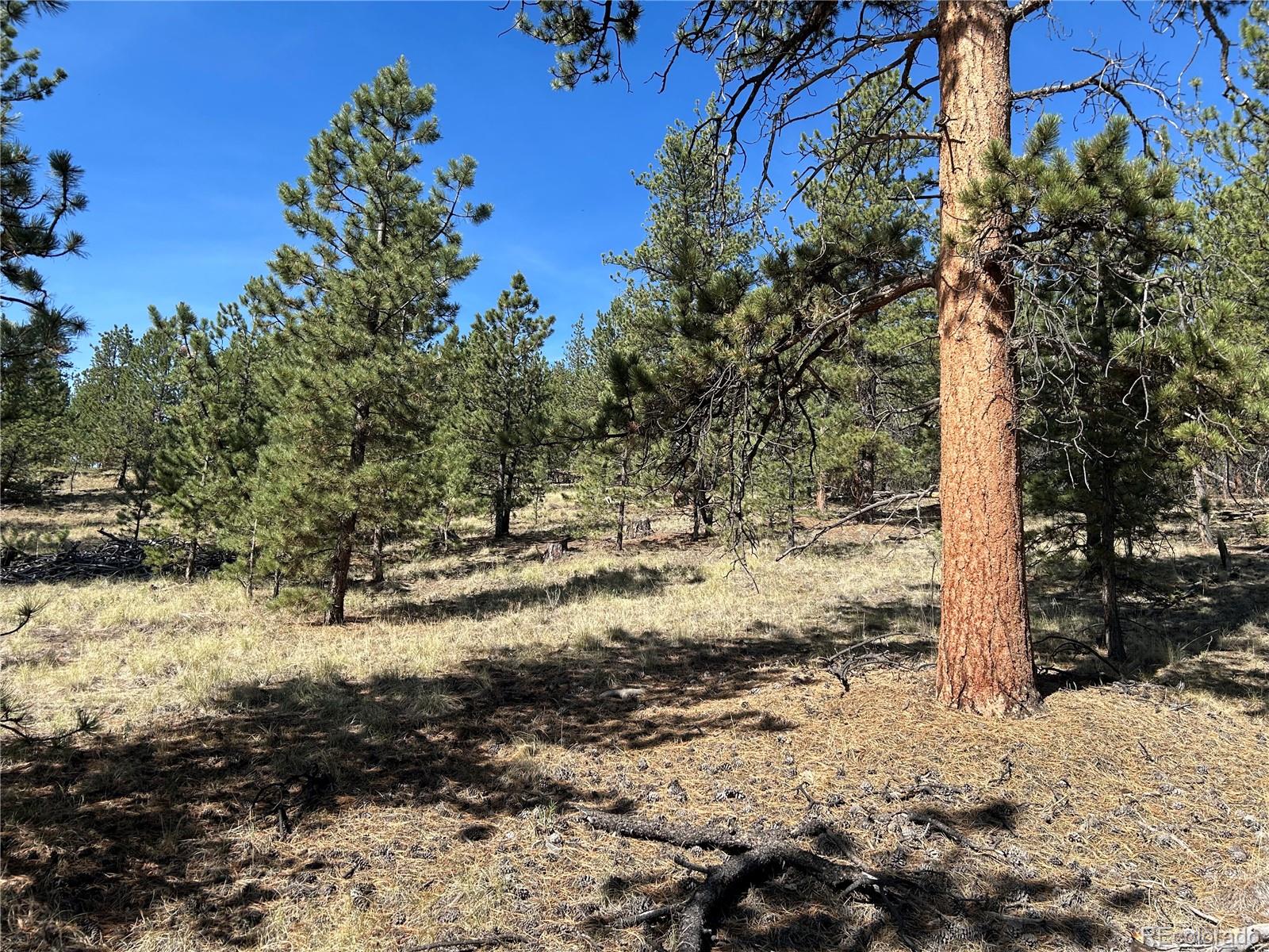 565 Hay Hook Way Hartsel, CO 80449 - Photo 5 of 11 a view of a yard with trees