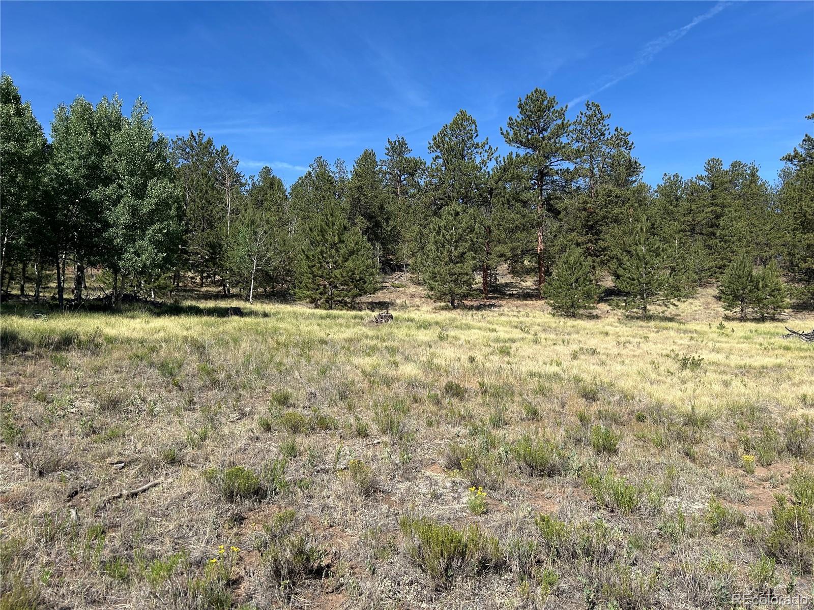 565 Hay Hook Way Hartsel, CO 80449 - Photo 7 of 11 a view of a yard with a tree