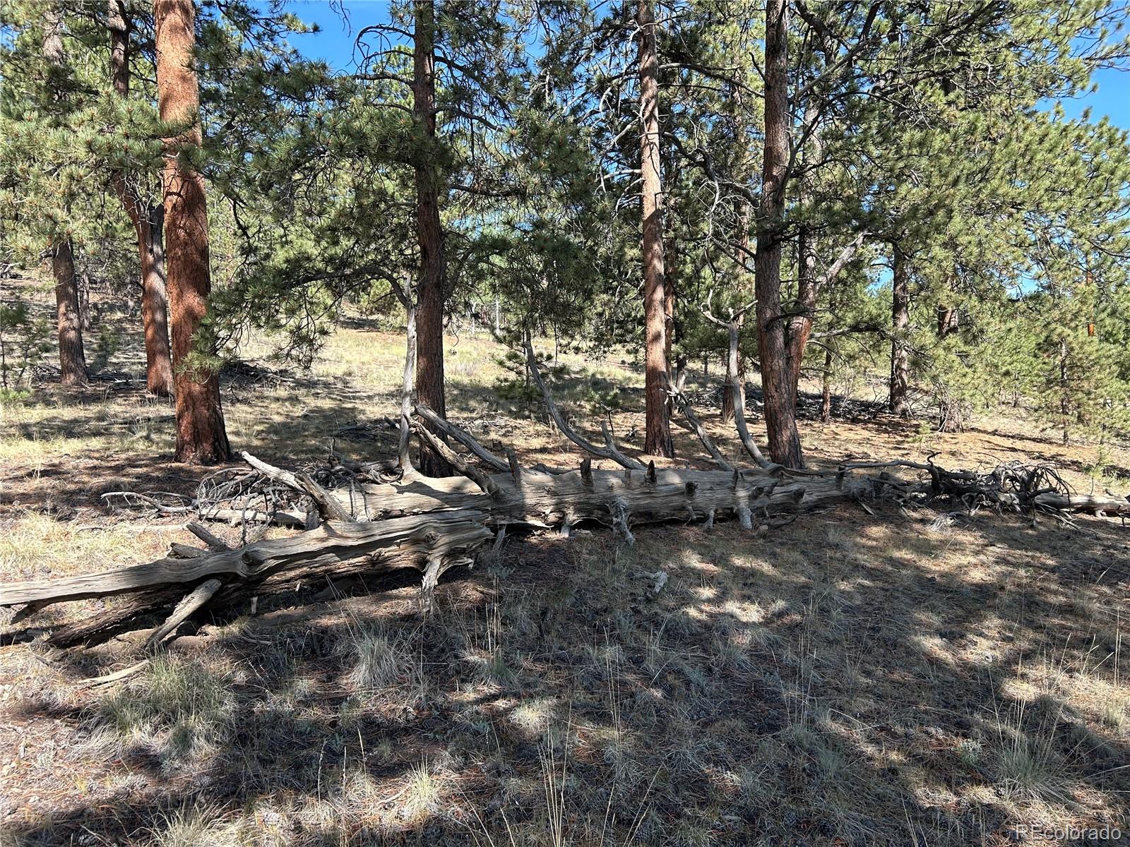 565 Hay Hook Way Hartsel, CO 80449 - Photo 8 of 11 a view of a forest with trees
