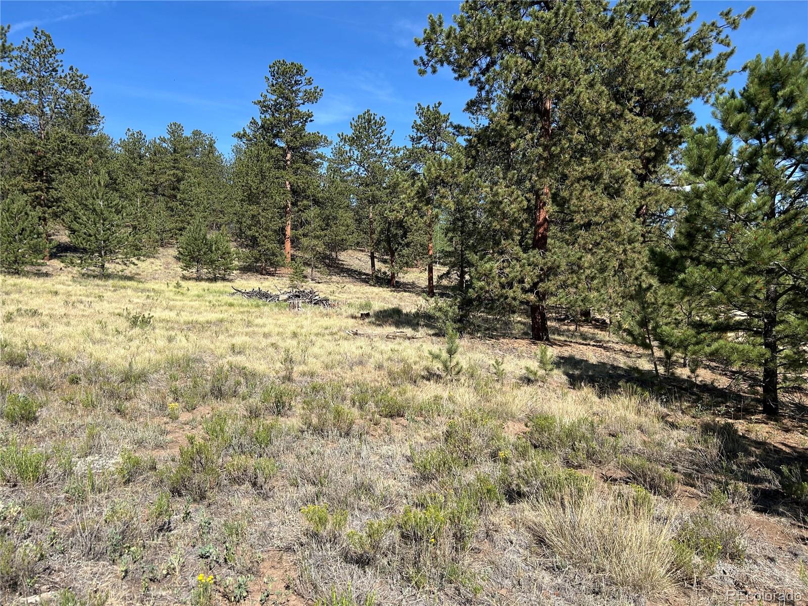 565 Hay Hook Way Hartsel, CO 80449 - Photo 9 of 11 a view of a yard with a tree