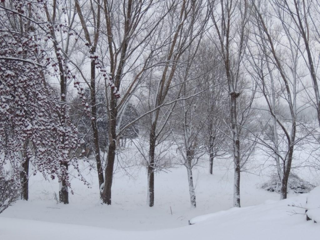 Rear of home with tree line