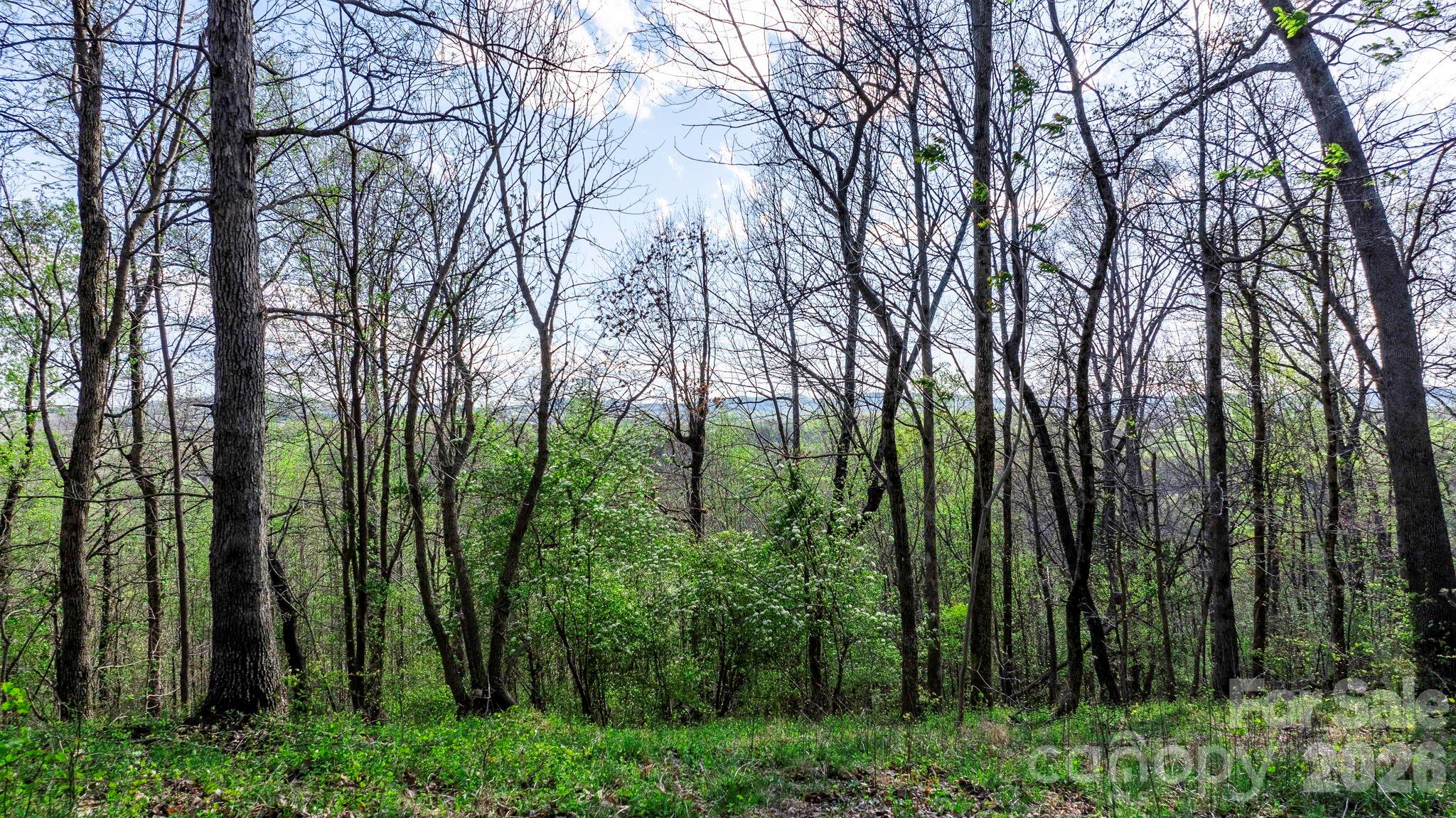 0 Somers Road North Wilkesboro, NC 28659 - Photo 3 of 24 a view of forest