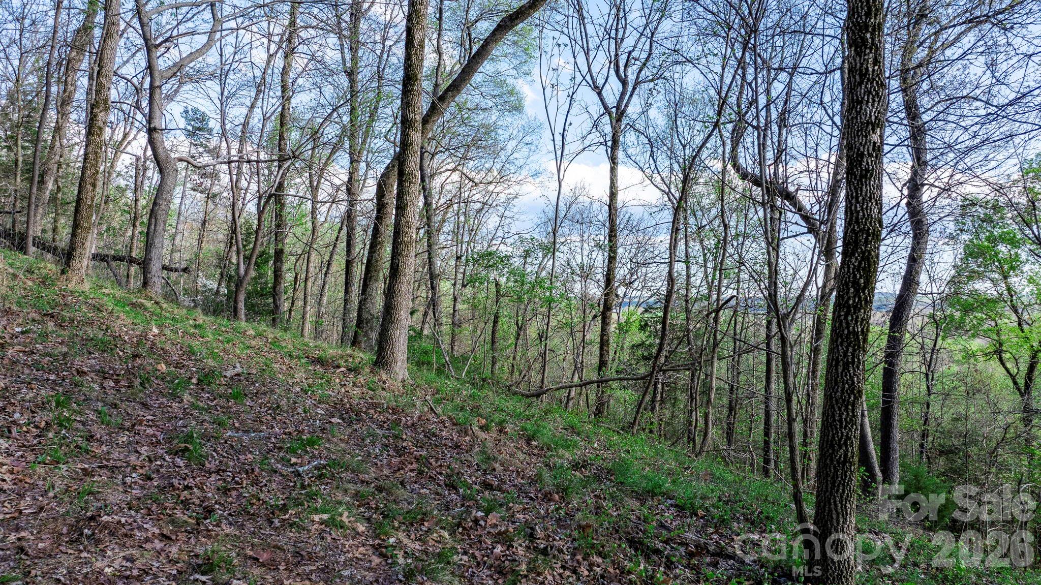 0 Somers Road North Wilkesboro, NC 28659 - Photo 7 of 24 a view of a forest with trees
