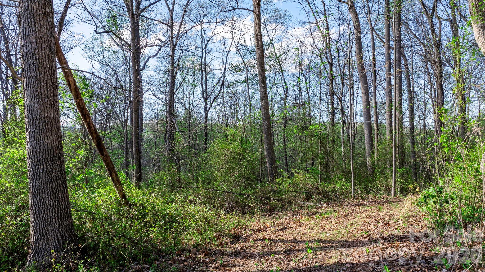 0 Somers Road North Wilkesboro, NC 28659 - Photo 8 of 24 a view of a forest