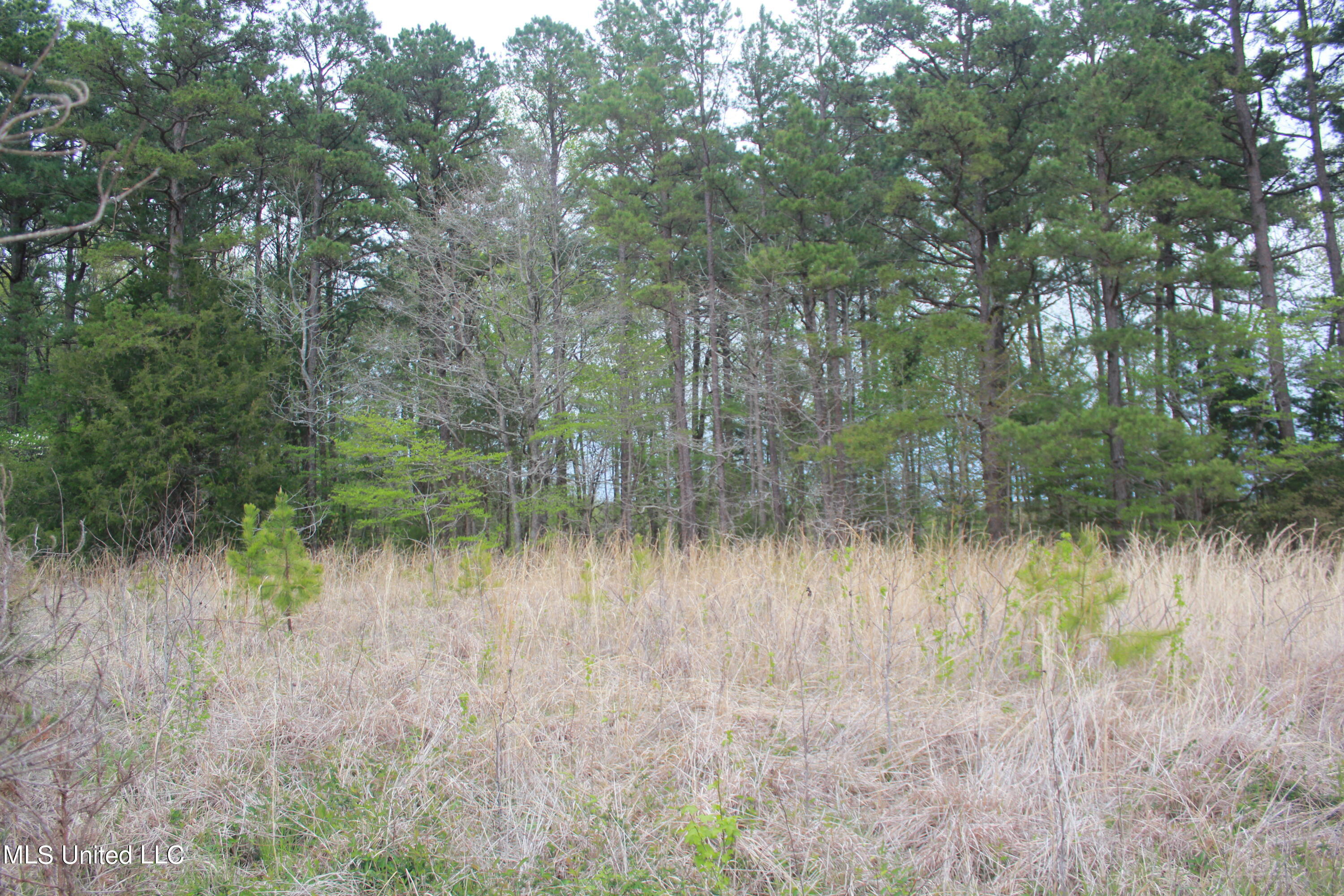 3 Hamilton Road Falkner, MS 38629 - Photo 13 of 15 IMG_8207