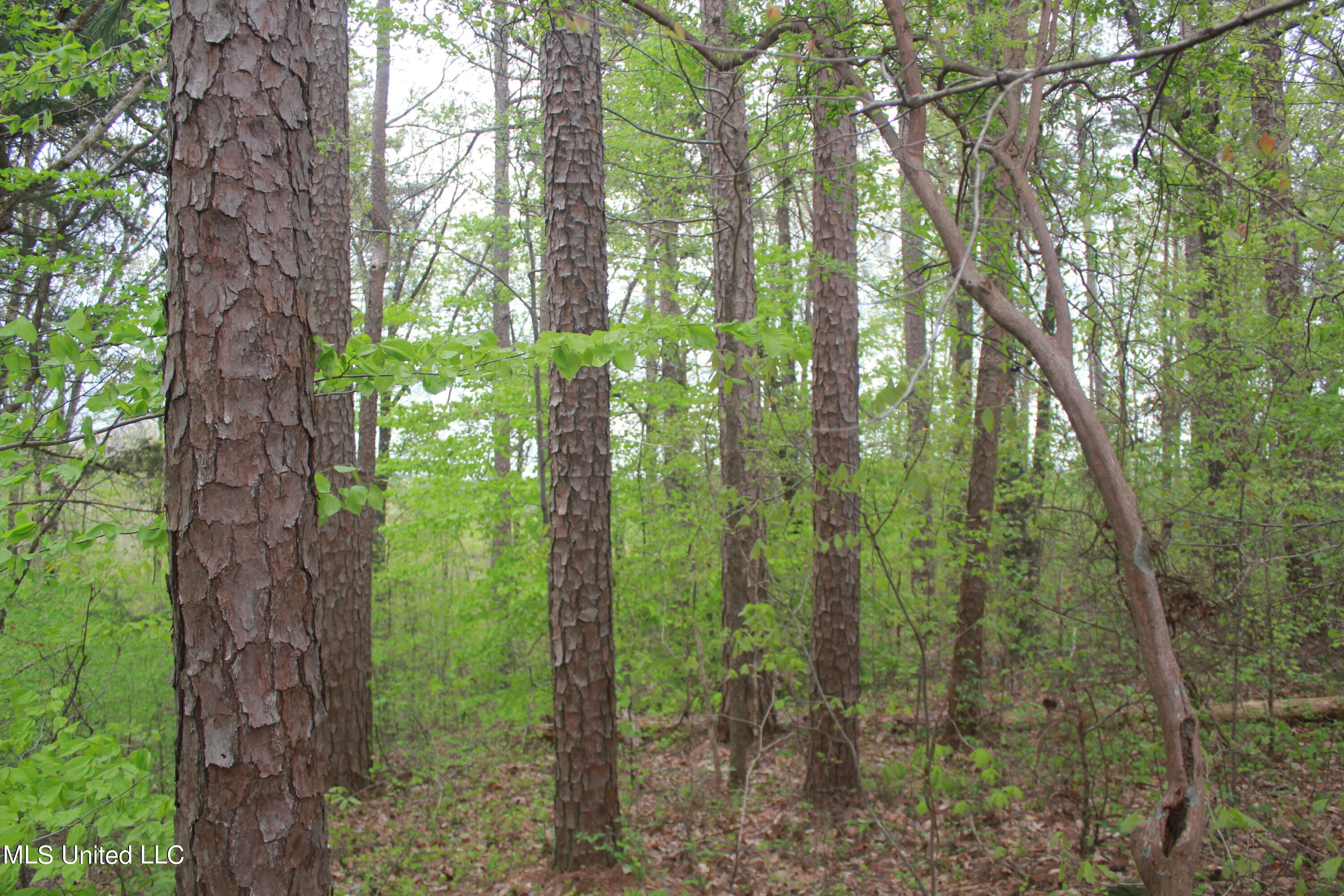 3 Hamilton Road Falkner, MS 38629 - Photo 8 of 15 IMG_8202